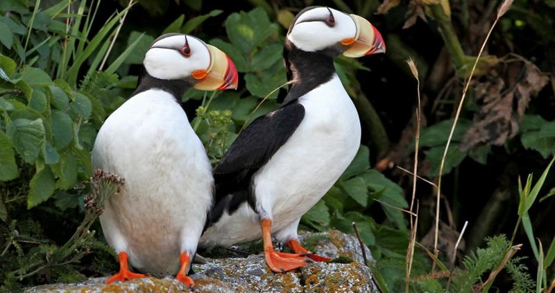 Support Puffin-Friendly Fisheries