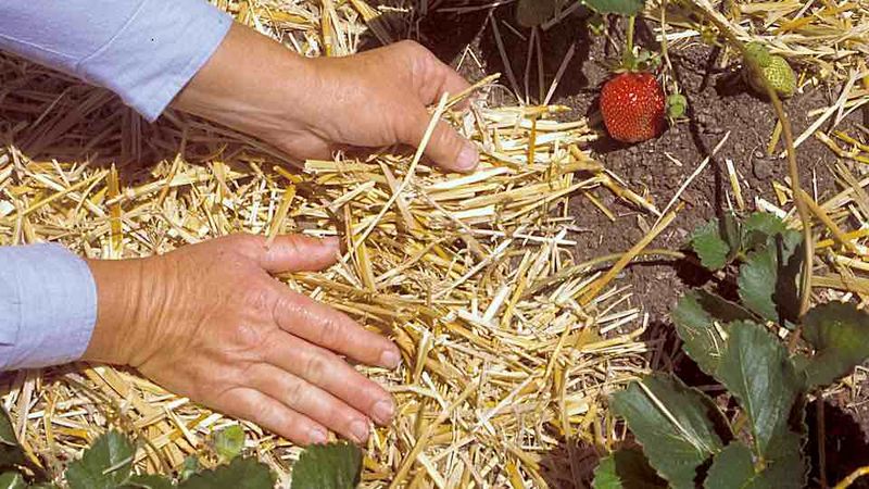 Apply Mulch Thickly