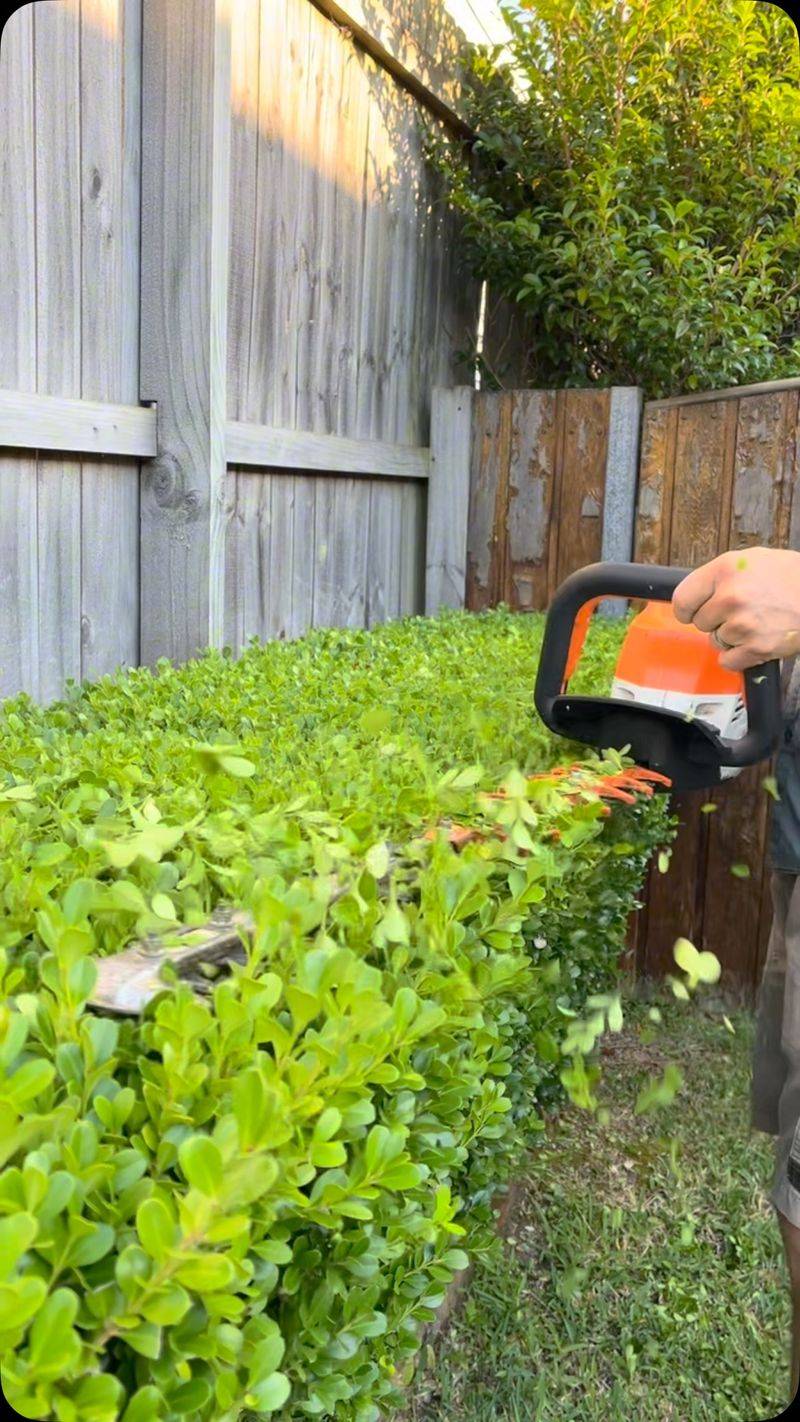 Trim Vegetation Regularly