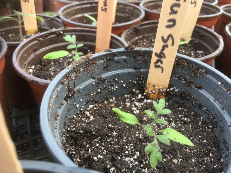 Label Your Transplants