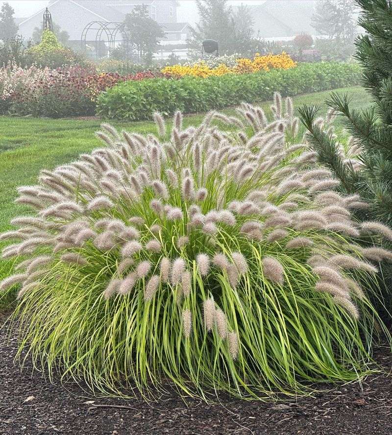 Surround with Ornamental Grasses
