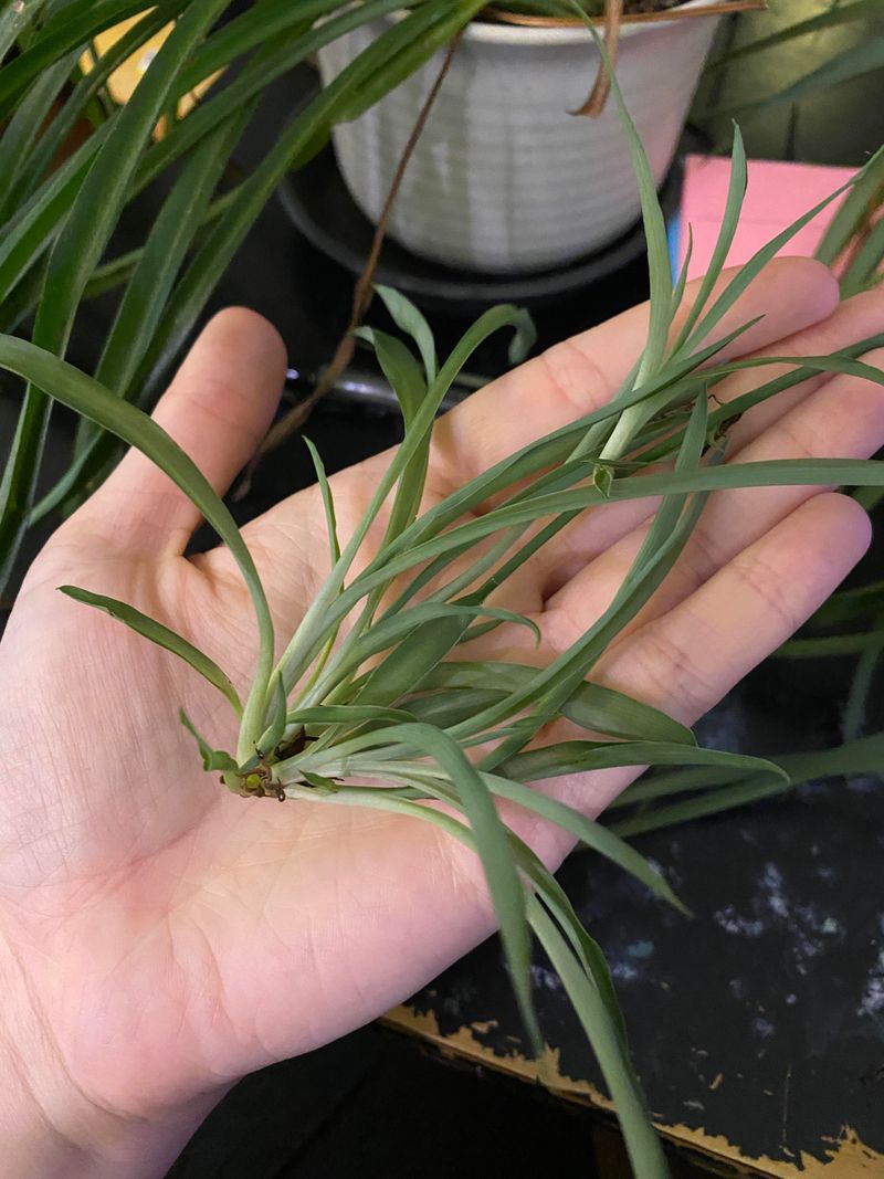 Young Plant