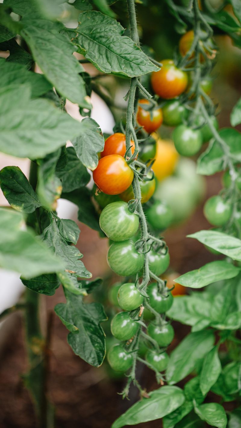 Pest Invasions