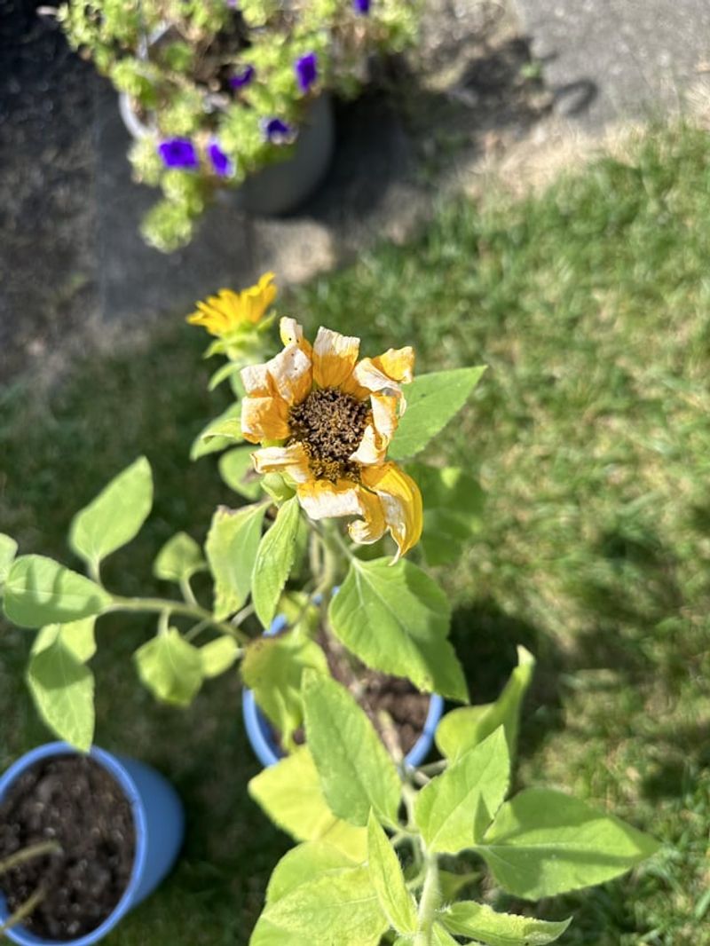 Improper Watering