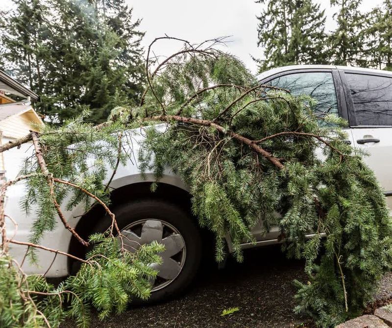 Attempting removal during wrong season
