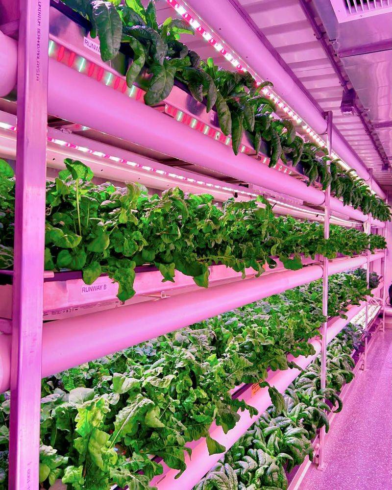 Harvest Correctly to Encourage Production