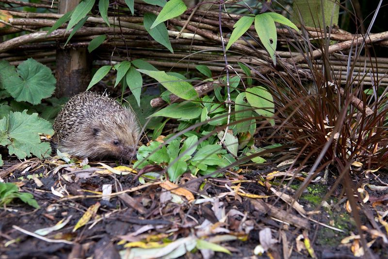 Create Wildlife Corridors With Access Points