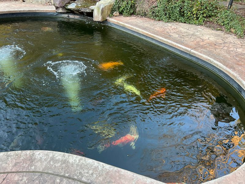 Oversized Koi Ponds