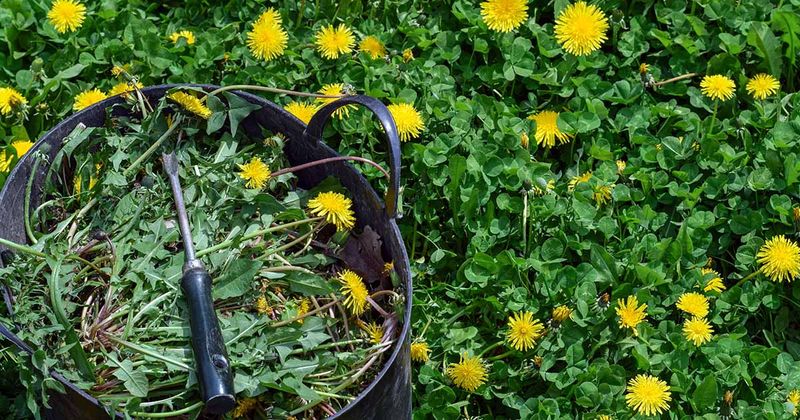Apply Organic Growth Inhibitors