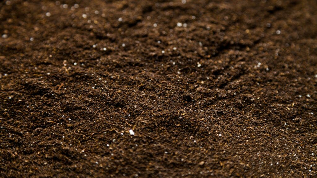 Introduce mycorrhizal fungi in soil