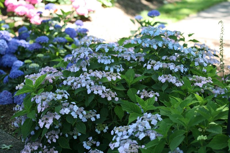 Tiny Tuff Stuff Hydrangea