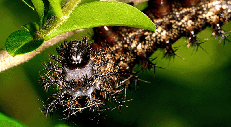 Buck Moth Caterpillar