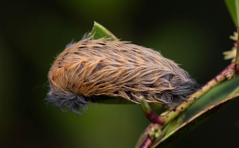 Puss Caterpillars