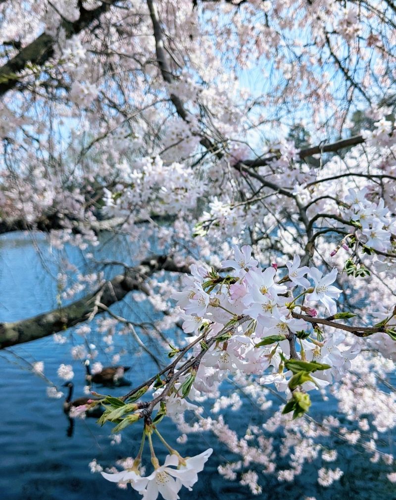 Cherry Blossoms