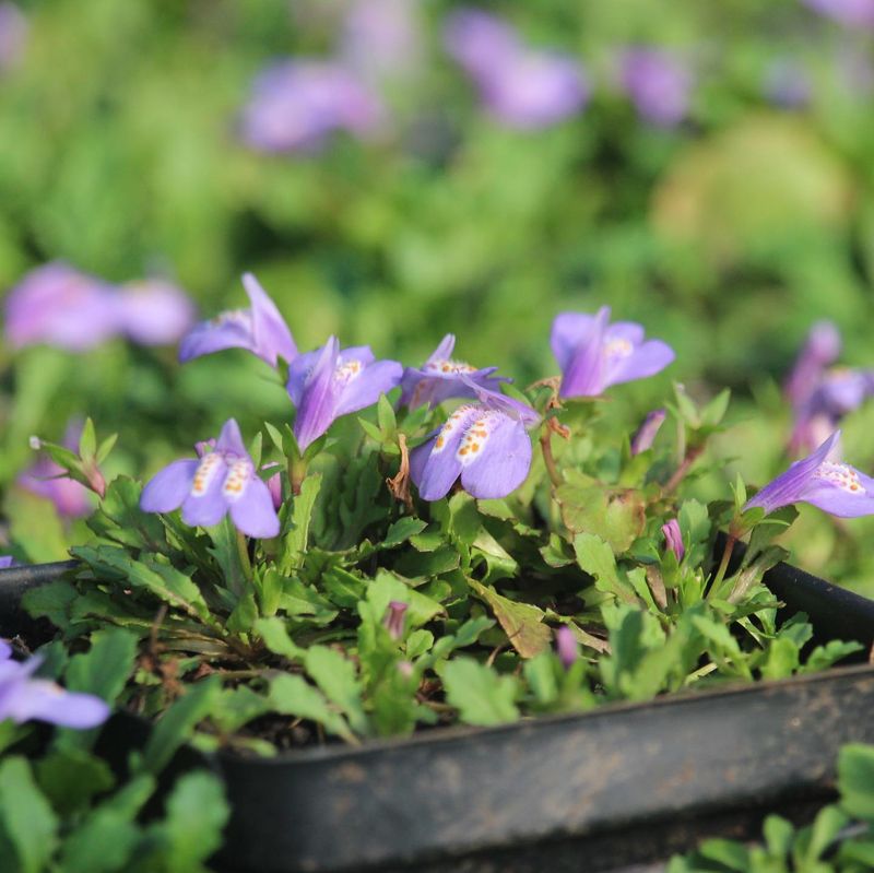 Creeping Mazus