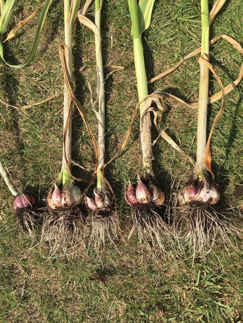 Garlic