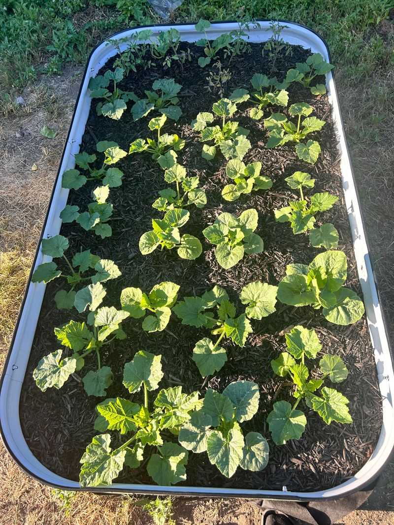 Overcrowded Plant Spacing