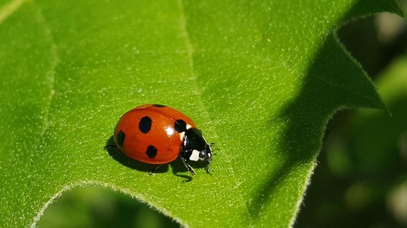 Beneficial Insect Reduction