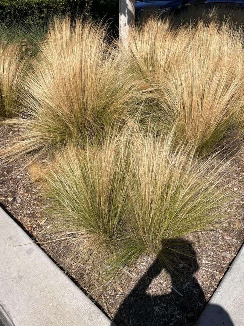 Invasive Decorative Grasses