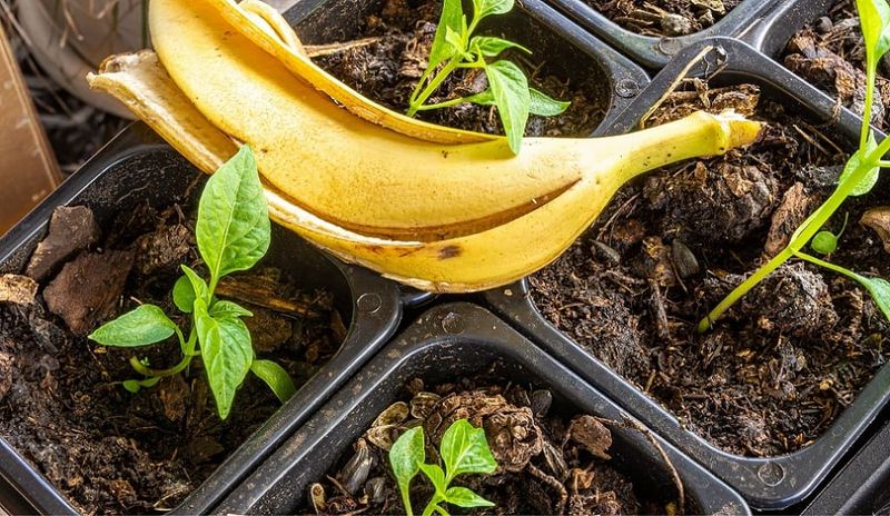 Potassium Powerhouse For Flowering