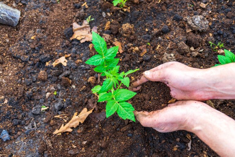gardener plants tomato
