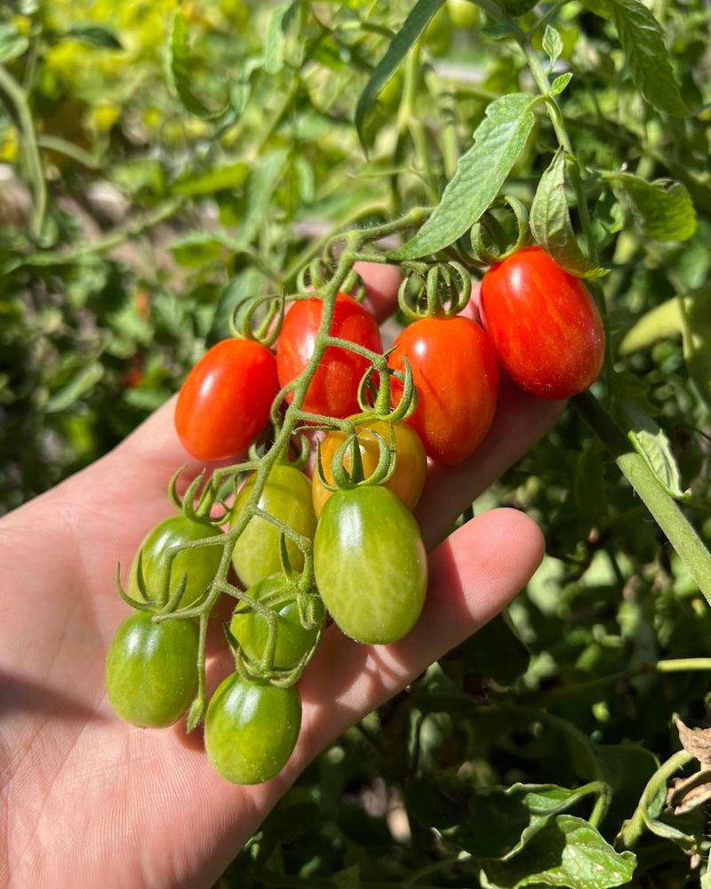 Choose Quick-Maturing Varieties