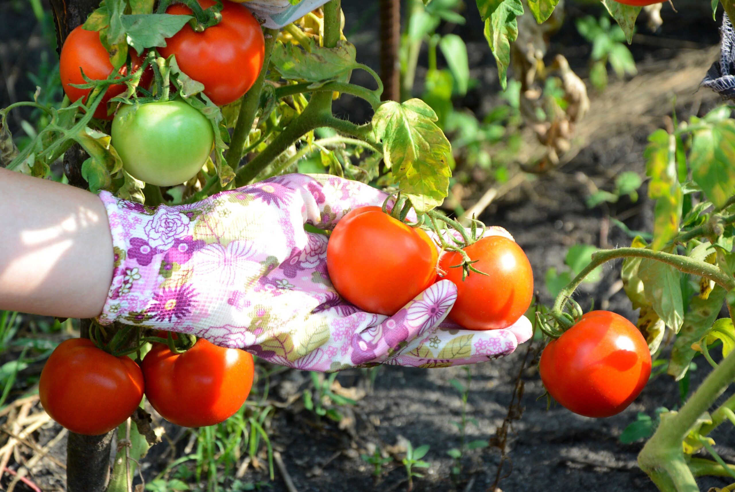Is It Safe To Fertilize Tomatoes With Banana Peels — 10 Things Every Gardener Should Know