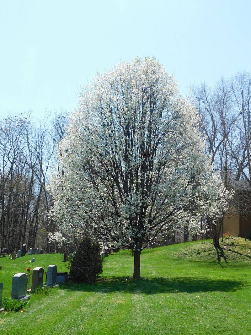 Bradford Pear