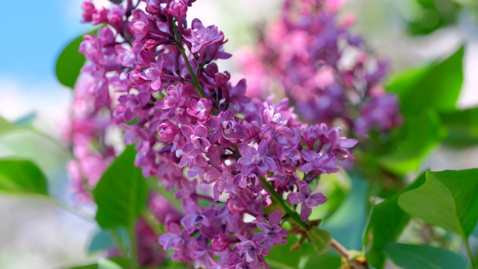 lilac flower