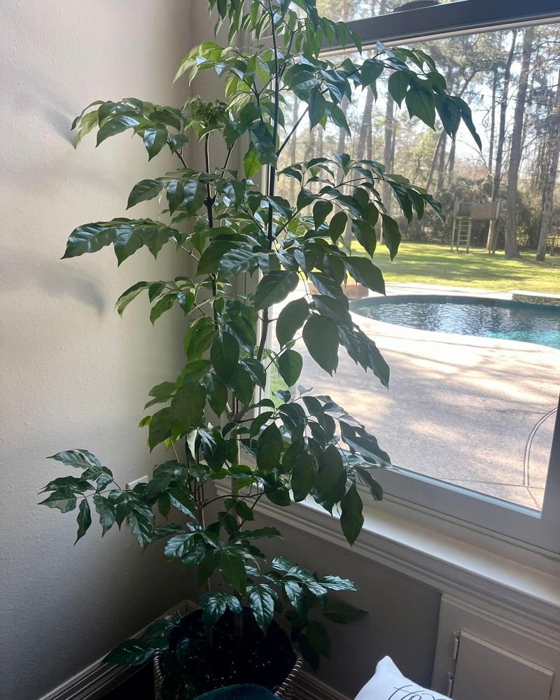 Weeping Fig