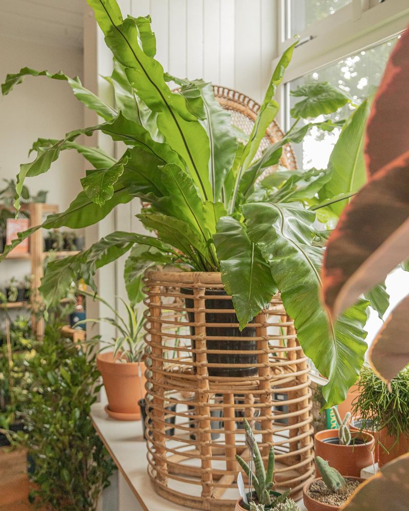 Bird's Nest Fern