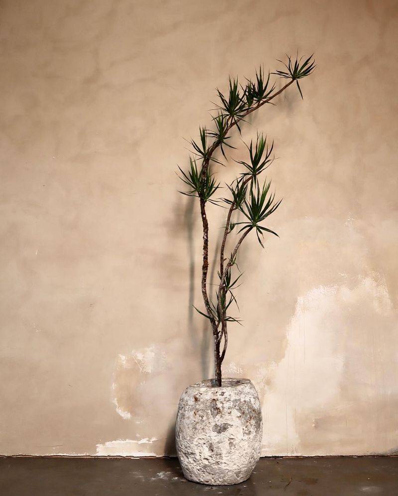 Dracaena (Dracaena marginata)