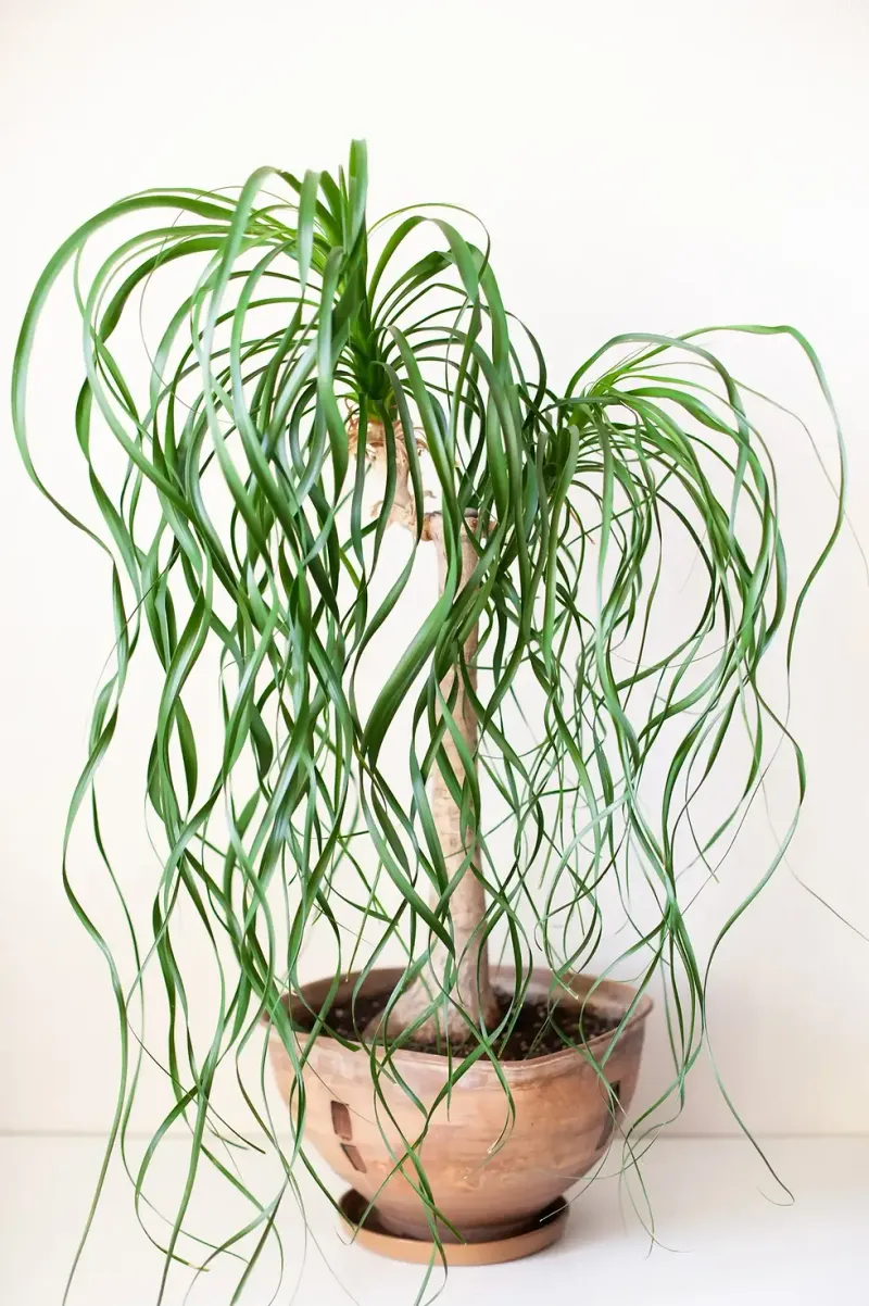Ponytail Palm
