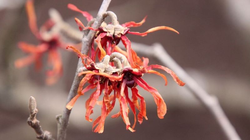 February's Witch Hazel Magic