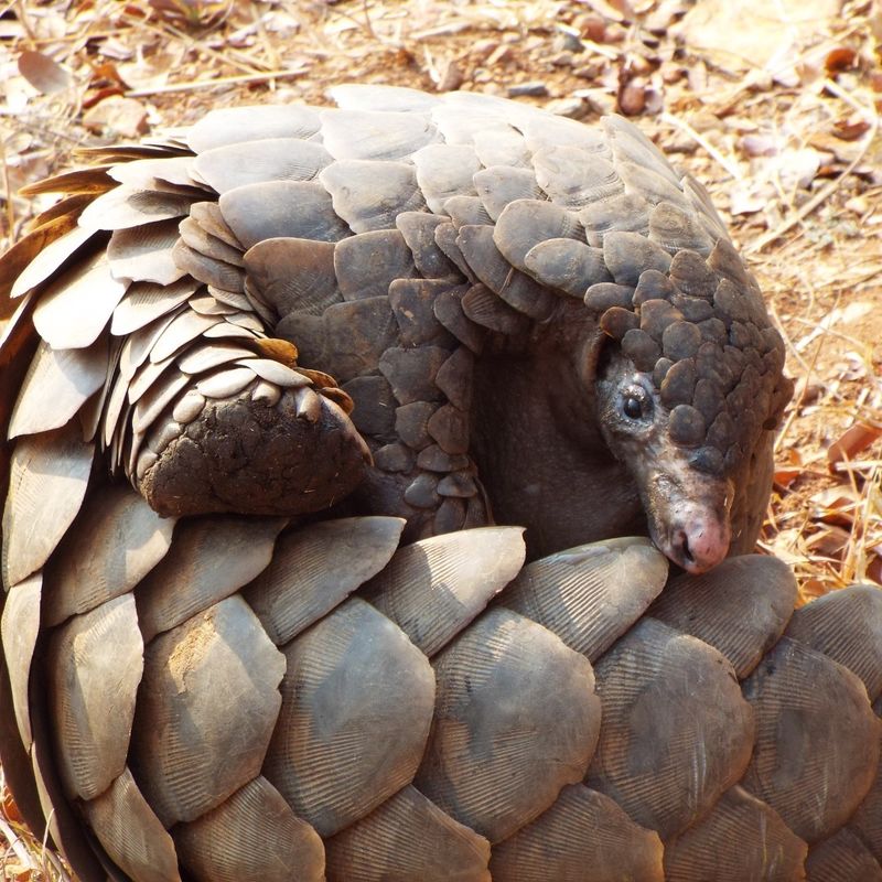South Africa's Pangolin: The Walking Pinecone