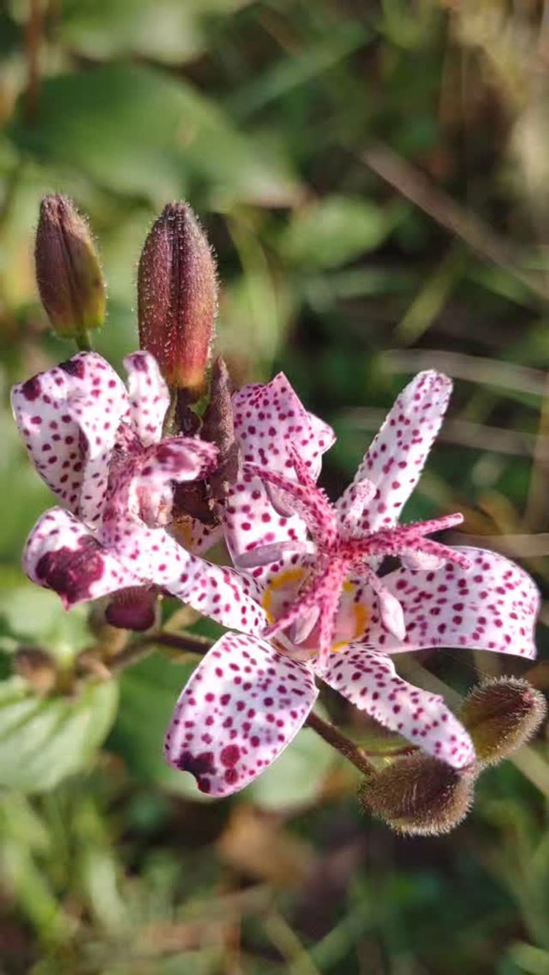 Toad Lily