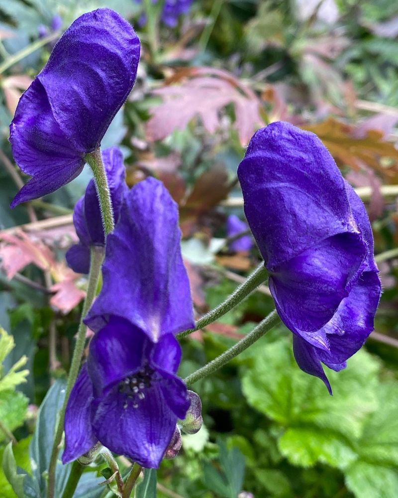 Monkshood (Aconitum)