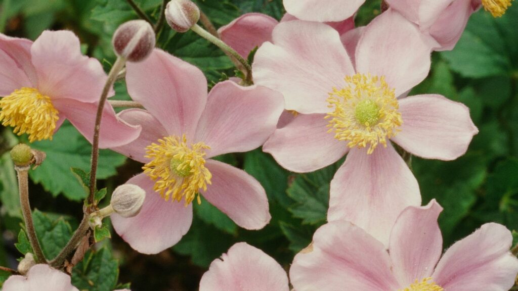 Japanese Anemone (Anemone × hybrida)