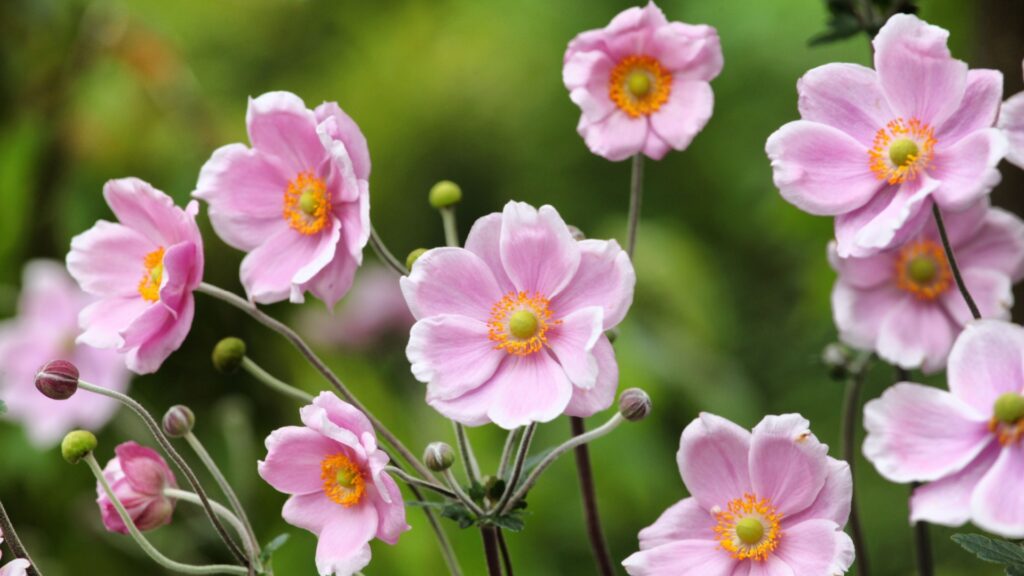 japanese anemone flower