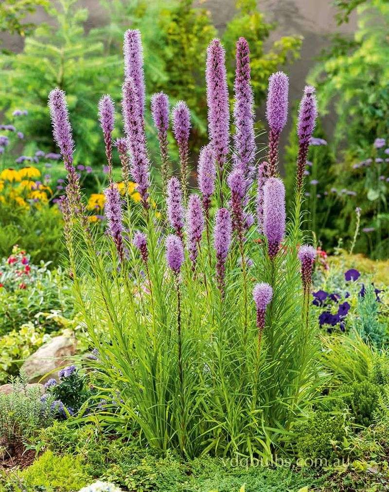 Liatris