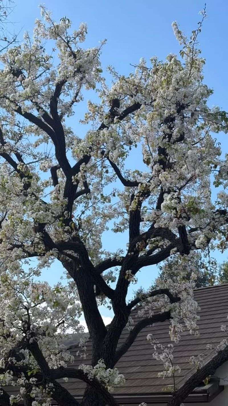 Bradford Pear: The Stinky Spring Menace