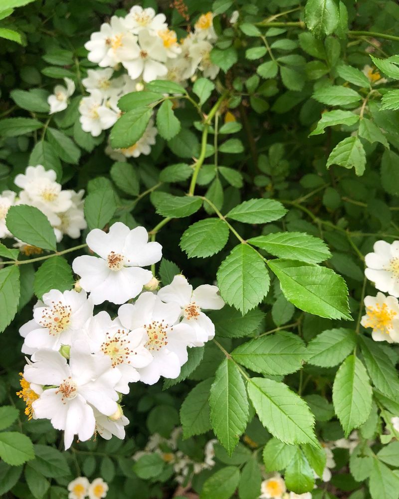 Multiflora Rose: The Thorny Nightmare