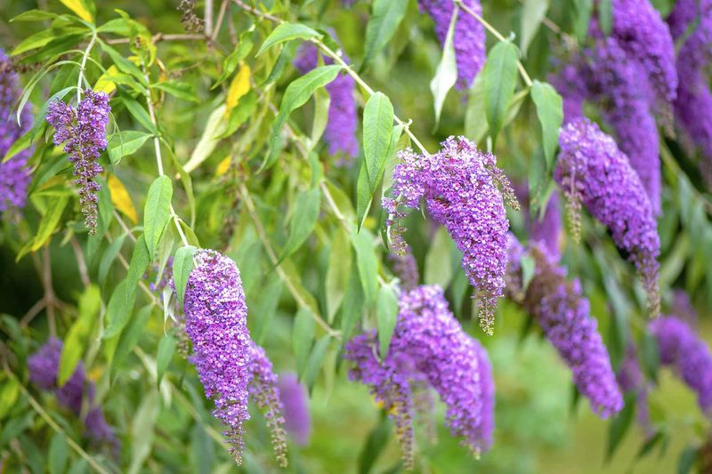 Butterfly Bush: The Water Thief