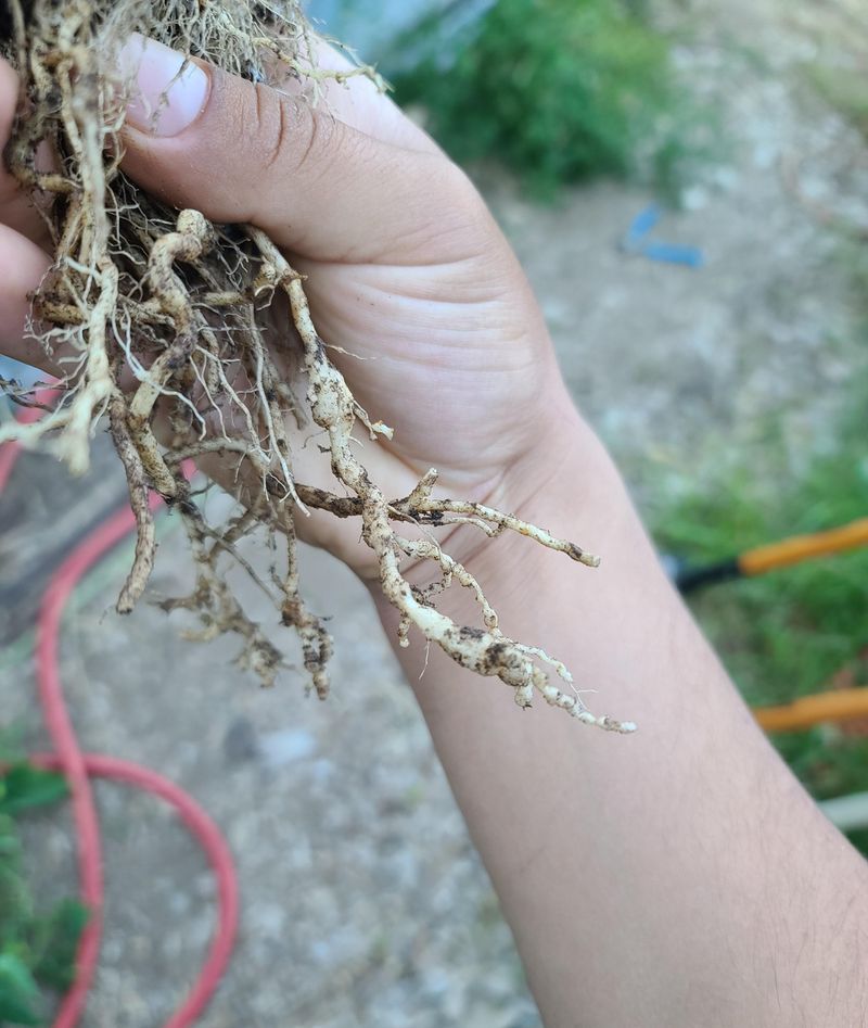 Root-Knot Nematodes