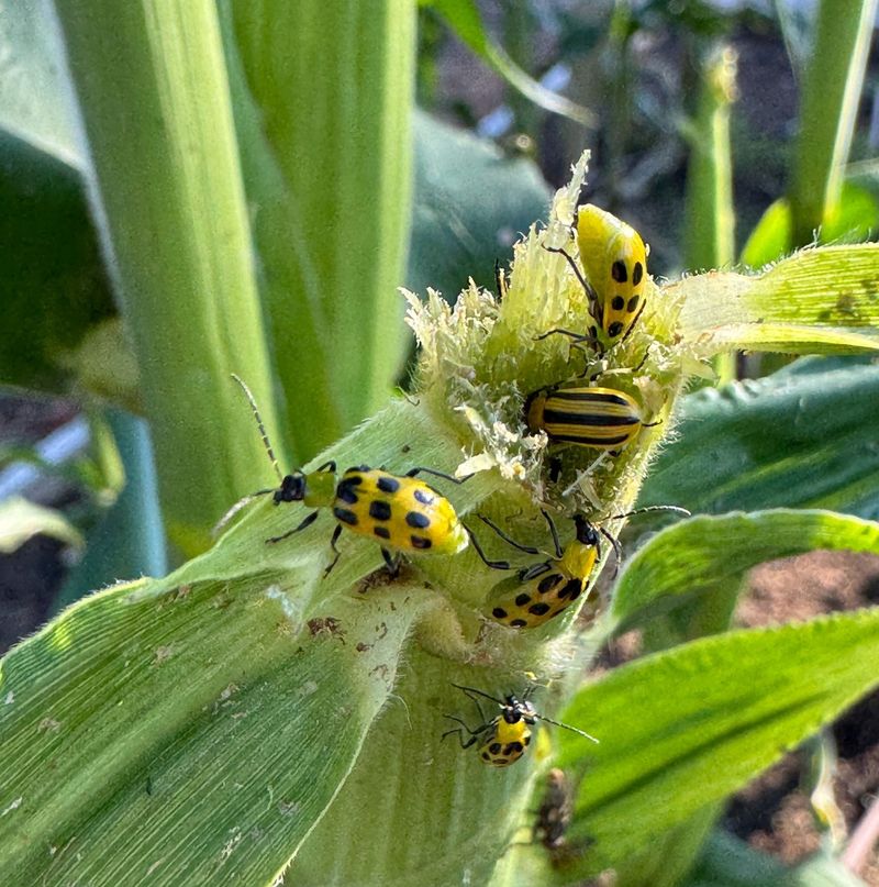 Squash Bugs