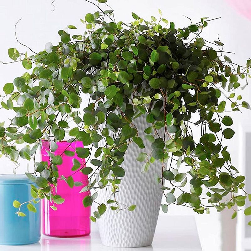 Maidenhair Vine