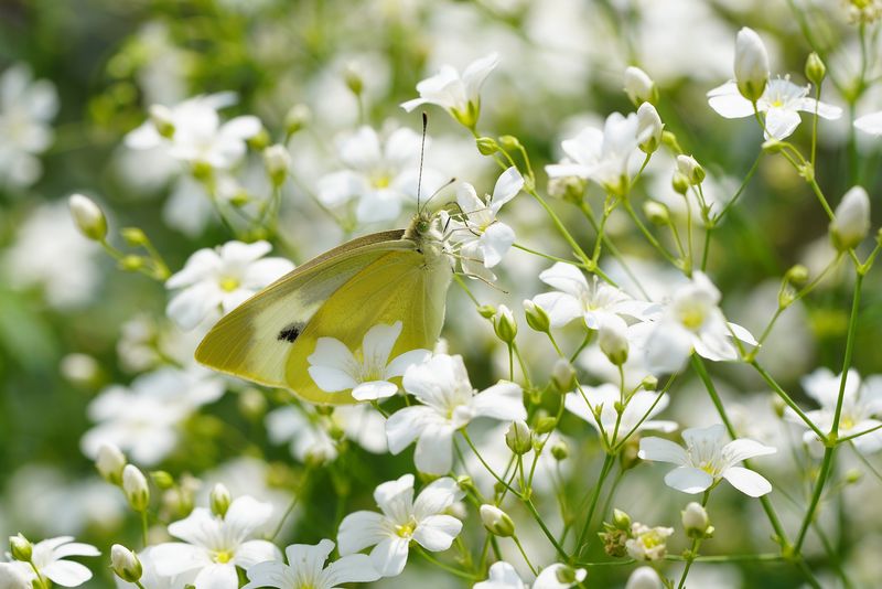 Baby's Breath (Gypsophila)