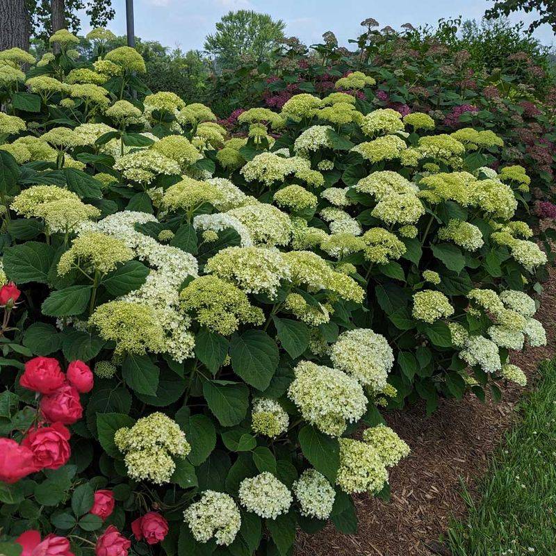 Smooth Hydrangea