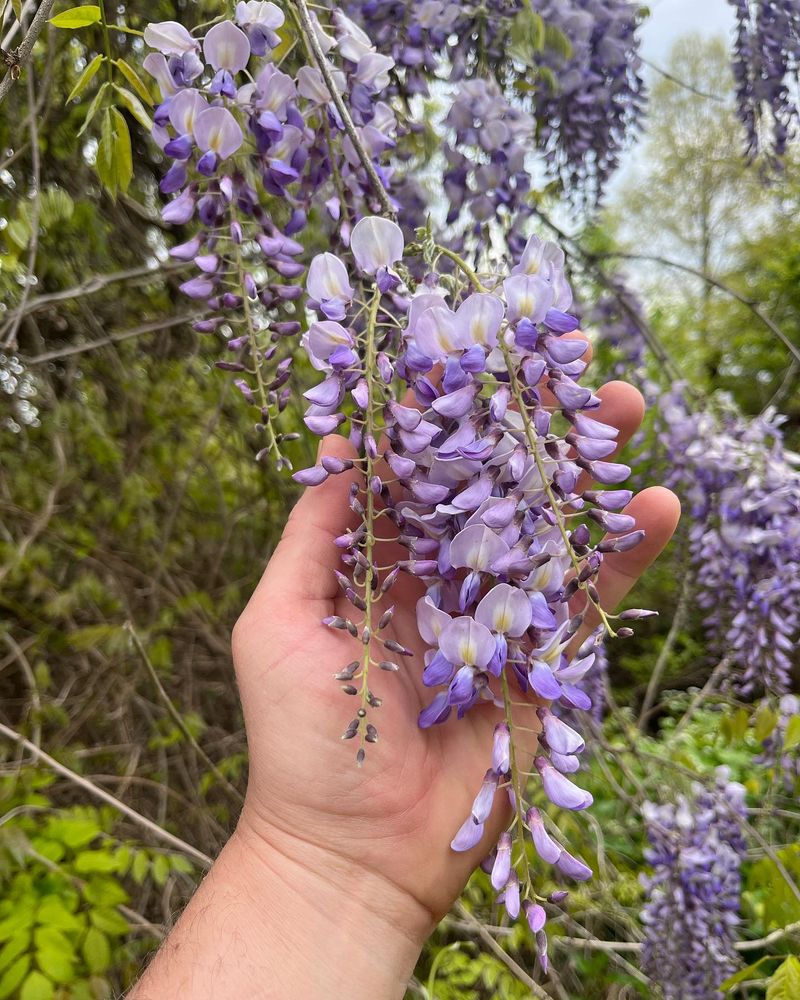 Chinese Wisteria: The Beautiful Destroyer