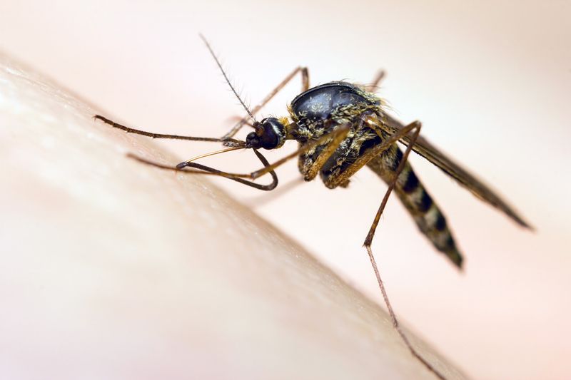 Mosquitoes